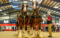 A Night with the Clydesdales for O’Malley Beverage Retailers and Friends